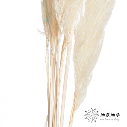 永生花材 | 金丝芦苇白色 商品图2