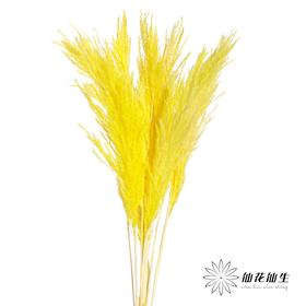 永生花材 | 金丝芦苇黄色