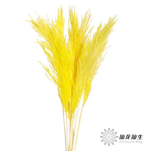 永生花材 | 金丝芦苇黄色 商品图0