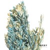 永生花材 | 黄杨牡丹蓝色 商品缩略图3