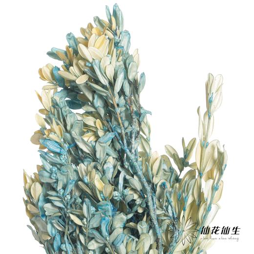 永生花材 | 黄杨牡丹蓝色 商品图3