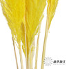 永生花材 | 金丝芦苇黄色 商品缩略图2