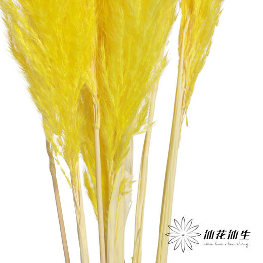永生花材 | 金丝芦苇黄色 商品图2