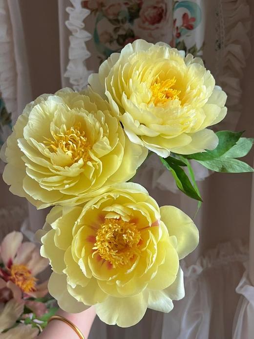 【AN】山东大芍药 4月20日之后发货 无敌美丽（默认中通 A级发顺丰） 商品图3