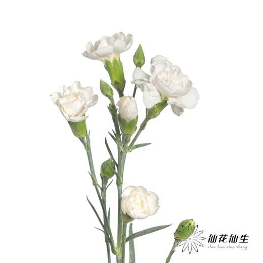 多头康乃馨 | 粉茉莉 商品图3