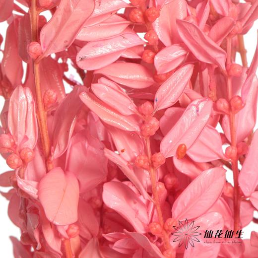 永生花材 | 黄杨牡丹深粉 商品图1