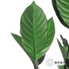 永生花材 | 栀子叶绿色 商品缩略图2