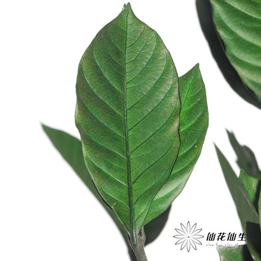 永生花材 | 栀子叶绿色 商品图2