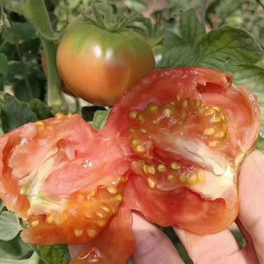 铁皮草莓番茄🍅
底部呈绿色，果面青红相间，肉厚味甜，肉质脆爽，酸度和糖度都非常高，口味非常出众。。。小时候哒味道！ 商品图3