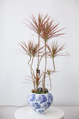 JT青花圆盆-千年木