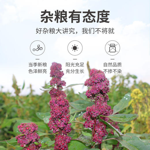 白藜麦米400g/瓶装 商品图6