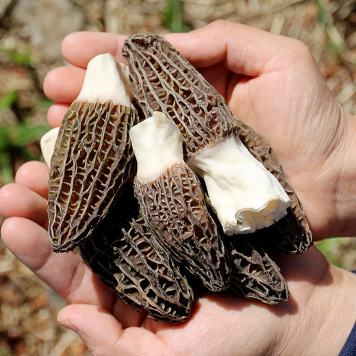【包邮】农家羊肚菌   菌肉饱满  入口鲜嫩  菌香浓郁  稀有食用珍菌  羊肚菇  250g/500g 商品图1