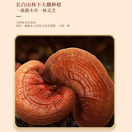 福东海 灵芝粉100克 长白山灵芝整朵打粉 灵芝茶泡水 商品图3