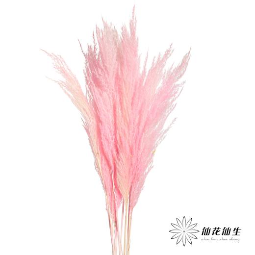 永生花材 | 金丝芦苇深粉 商品图0
