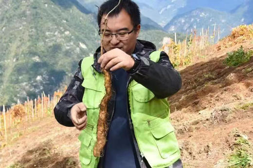 高山山药，全球第一只大熊猫发现地
全县约86%的面积在大熊猫国家公园范畴内，同时还是神药之乡，动植物王国，在海拔2000米的高山上，紧邻森林，土壤肥沃，有机质丰富，给山药的生长提供优越的环境！ 商品图3