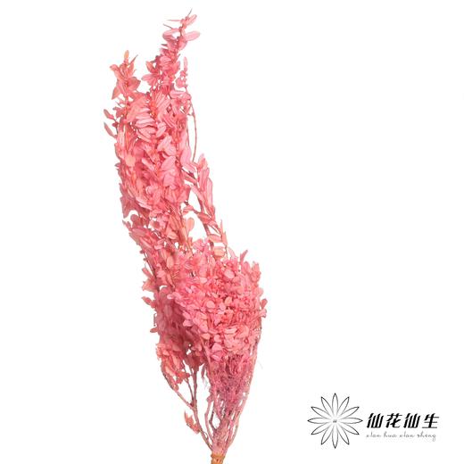 永生花材 | 黄杨牡丹深粉 商品图0