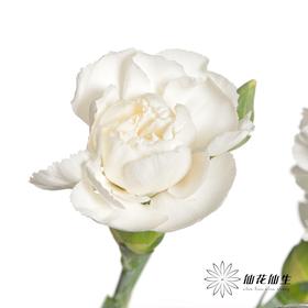 多头康乃馨 | 粉茉莉