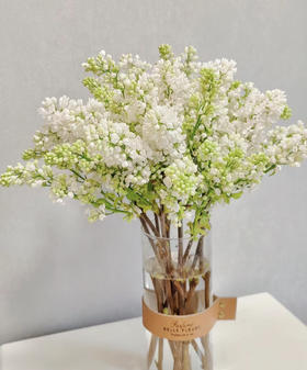 【等待爱情】丁香花 白色  若干枝/扎