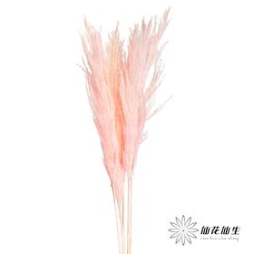 永生花材 | 金丝芦苇浅粉