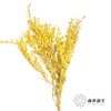 永生花材 | 黄杨牡丹黄色 商品缩略图0