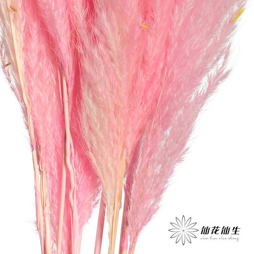 永生花材 | 金丝芦苇深粉 商品图2