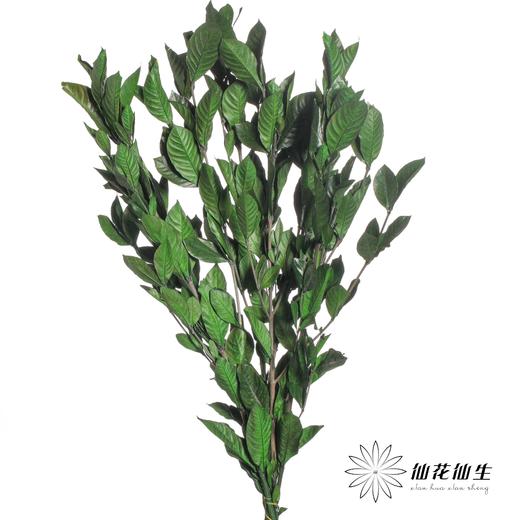 永生花材 | 栀子叶绿色 商品图1