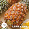 海南海口  金钻凤梨  多规格任选 商品缩略图4