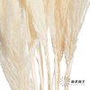永生花材 | 金丝芦苇白色 商品缩略图1