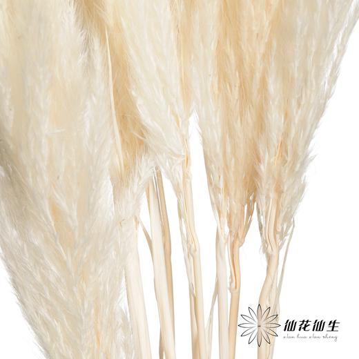 永生花材 | 金丝芦苇白色 商品图1