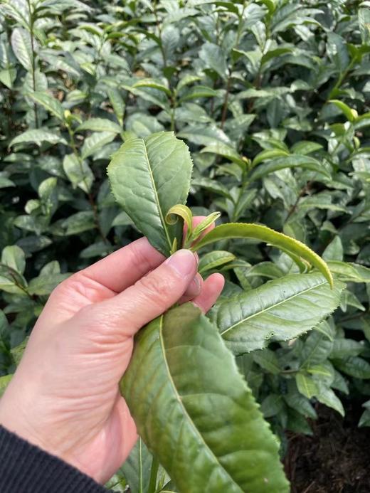 黄山毛峰 商品图1