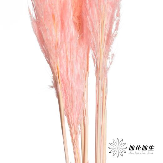 永生花材 | 金丝芦苇浅粉 商品图2