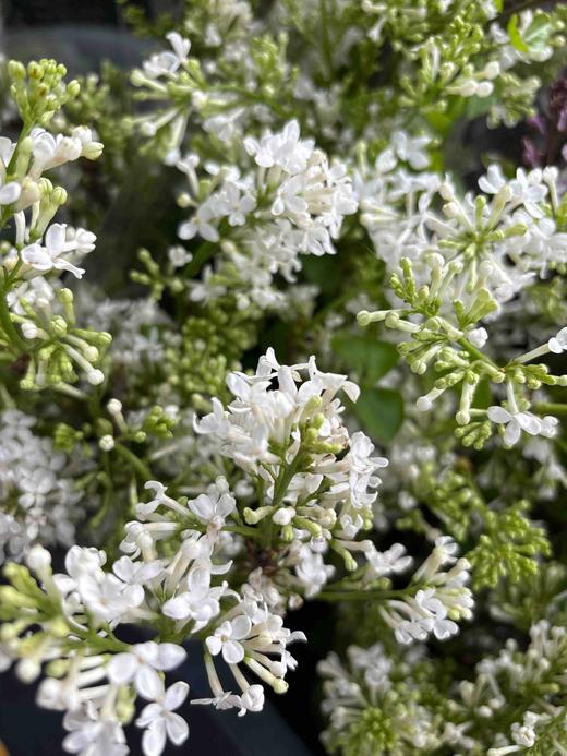 【等待爱情】丁香花 白色  若干枝/扎 商品图4