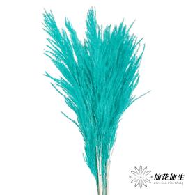 永生花材 | 金丝芦苇蒂芙尼蓝