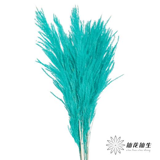 永生花材 | 金丝芦苇蒂芙尼蓝 商品图0