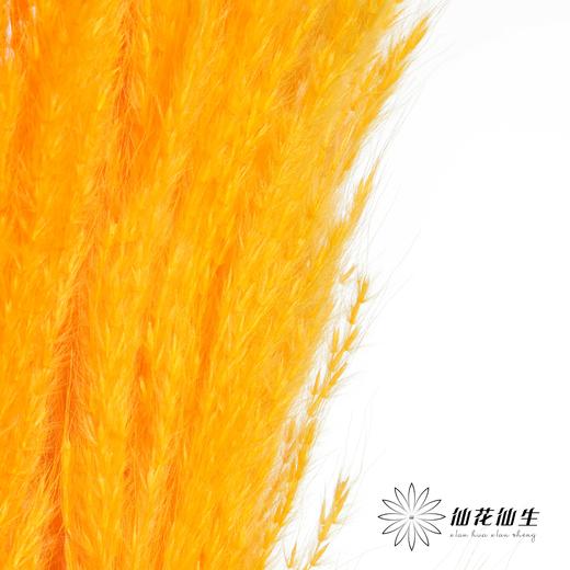 永生花材 | 金丝芦苇橙色 商品图2