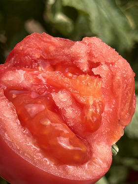 树熟沙蜜水果番茄🍅