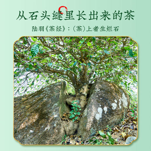 【春茶预售】澜沧古茶2024年曼岗古树春茶散茶300g/盒 商品图2