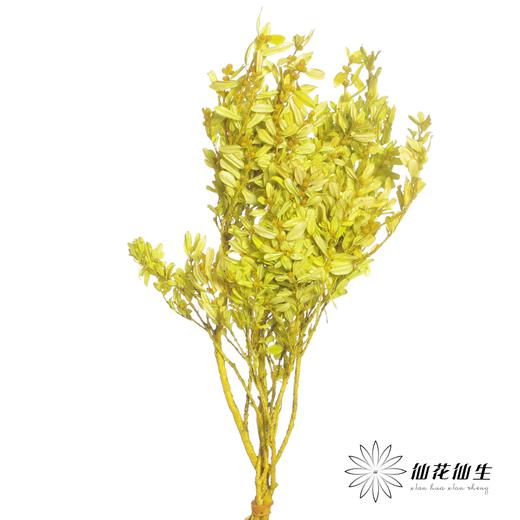 永生花材 | 黄杨牡丹果绿 商品图0