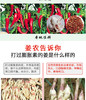 BQT恩施风头姜1KG/盒 商品缩略图4