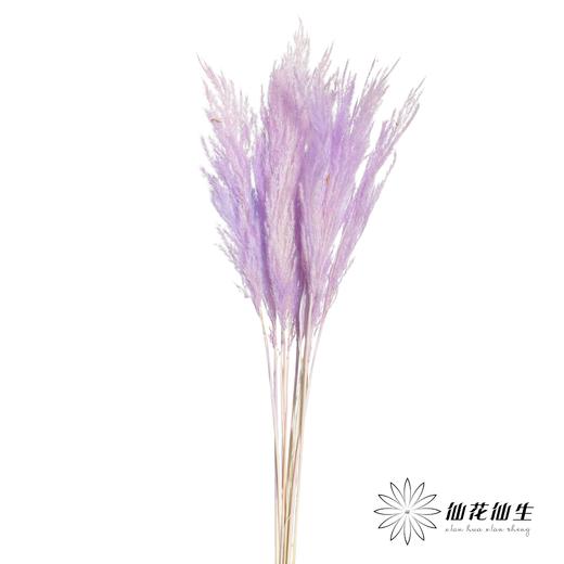 永生花材 | 金丝芦苇紫色 商品图5