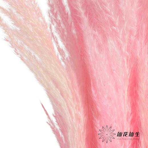 永生花材 | 金丝芦苇深粉 商品图1