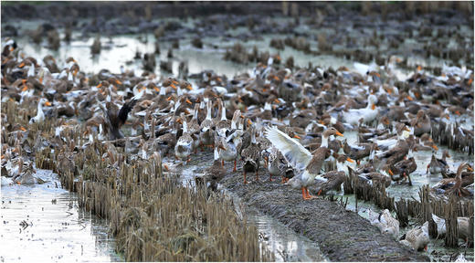 散养鸭（净重1.8-2.2斤/只） 商品图6