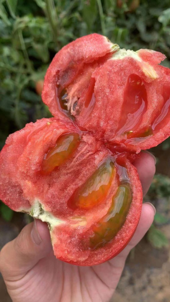 内蒙沙瓤西红柿，皮薄，大沙瓤，西红柿味浓，汁足！约4斤/袋