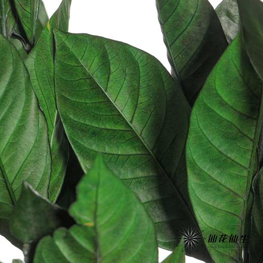 永生花材 | 栀子叶绿色 商品图3