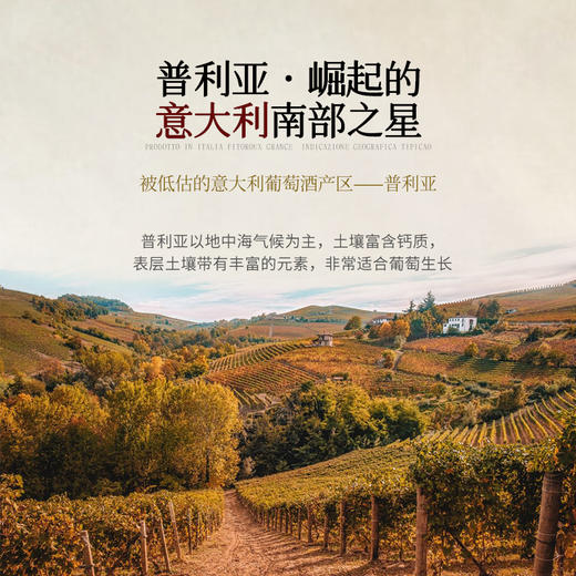 【80年老藤之作】菲特瓦·格兰斯干红葡萄酒  意大利普利亚产区 18%vol 商品图4