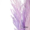 永生花材 | 金丝芦苇紫色 商品缩略图8