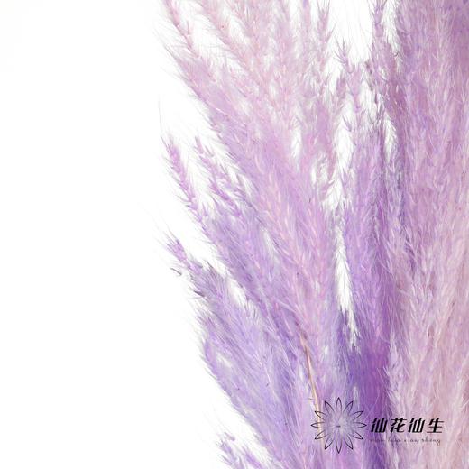 永生花材 | 金丝芦苇紫色 商品图8
