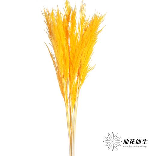 永生花材 | 金丝芦苇橙色 商品图0