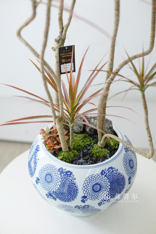 JT青花圆盆-千年木 商品图1