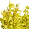 永生花材 | 黄杨牡丹果绿 商品缩略图2
